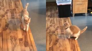 Котарак се подхлъзна на мокър под и разсмя мрежата до сълзи ВИДЕО