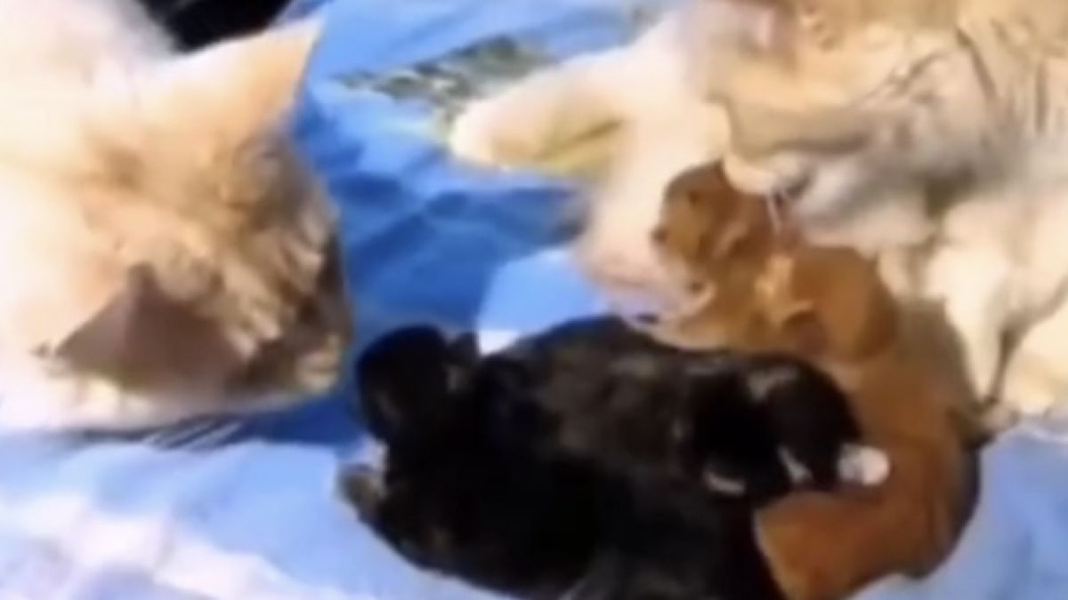 Семейна драма в котешки стил разсмя интернет ВИДЕО