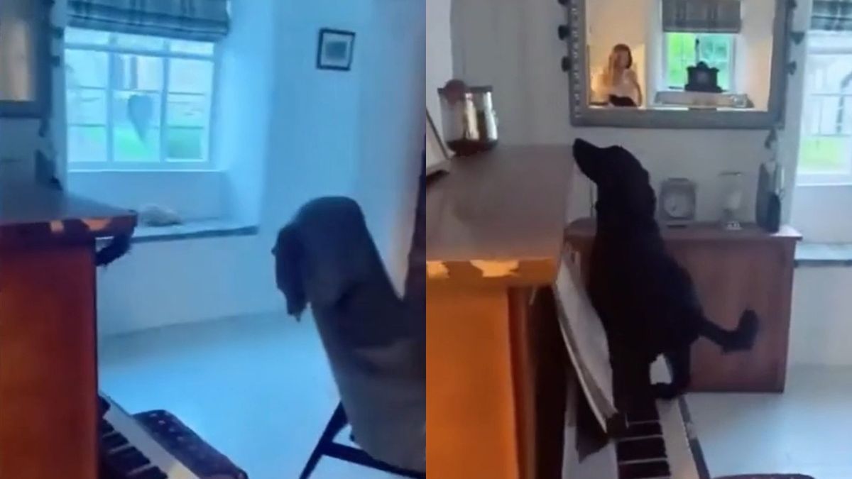Куче неочаквано започна да свири на пиано и порази собственичката си ВИДЕО