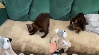 Реакцията на котарак към появата на плюшен лемур ще разсмее всеки ВИДЕО