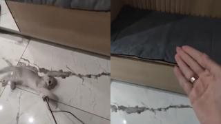Котарак приучи собствениците си към чистота и ред и се прослави в мрежата ВИДЕО