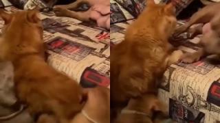 Кученца атакуваха котарак и разсмяха мрежата ВИДЕО
