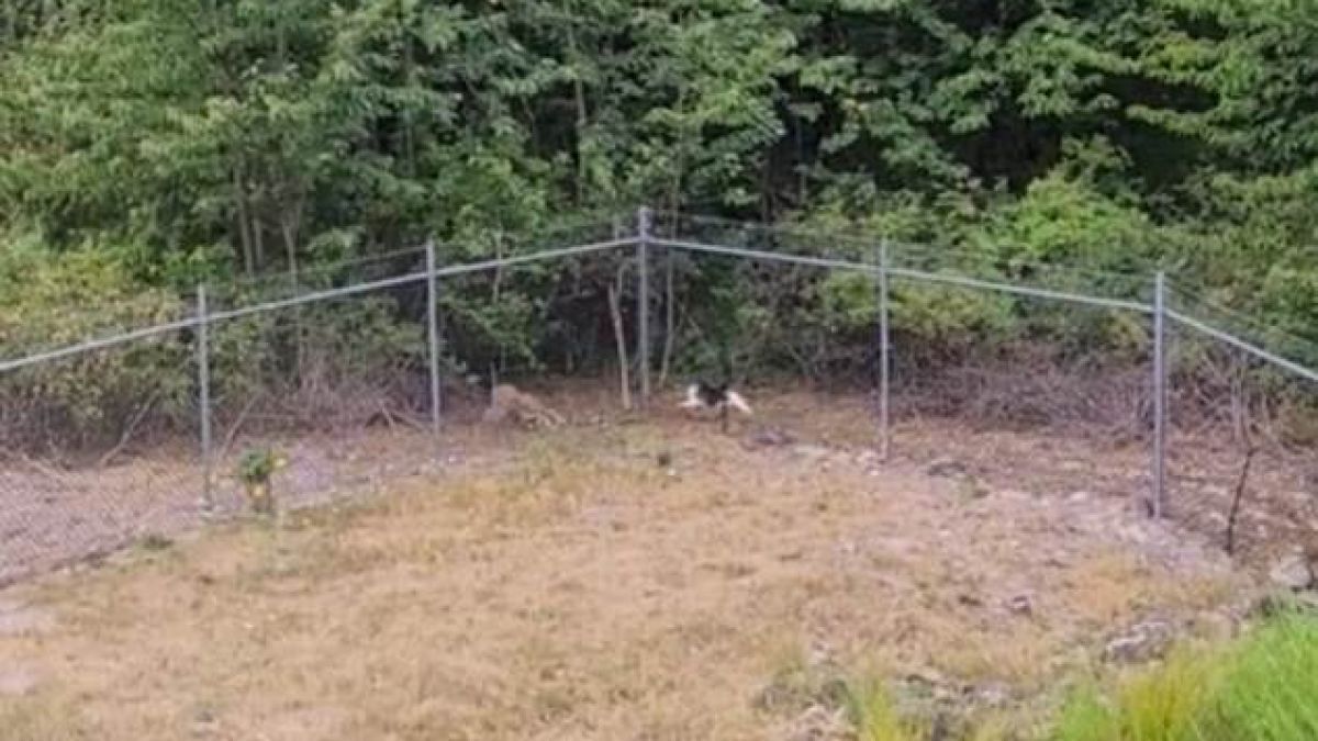Боец! Смел котарак разказа играта на див койот ВИДЕО