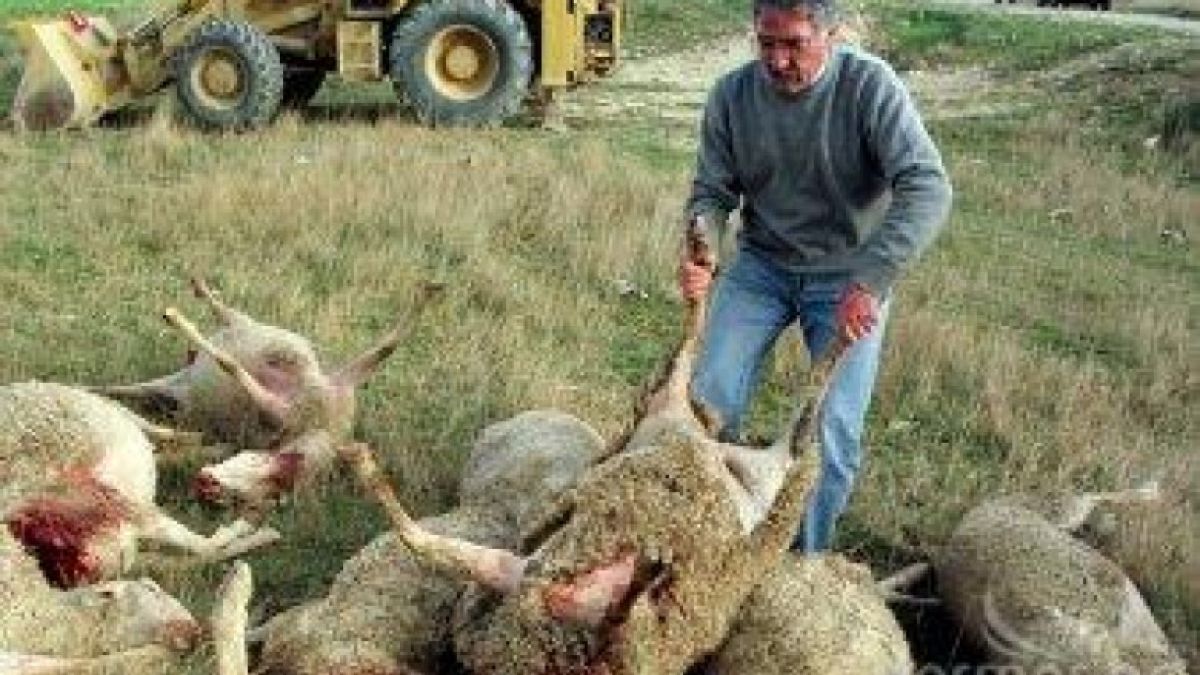 Очевидци втрещени от нашествие на вълци на пътя към Гърция край Гоце Делчев