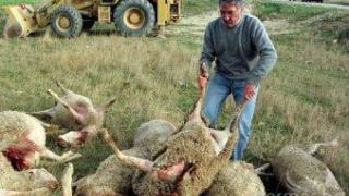 Очевидци втрещени от нашествие на вълци на пътя към Гърция край Гоце Делчев