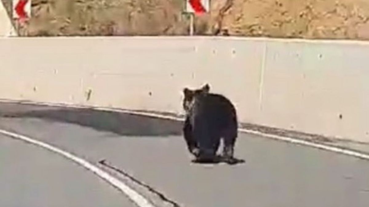 Пловдивчанин засне на пътя ВИДЕО, каквото едва ли сте виждали 