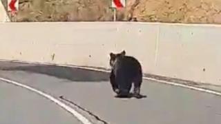 Пловдивчанин засне на пътя ВИДЕО, каквото едва ли сте виждали 
