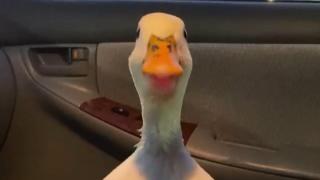 Необичаен домашен любимец предизвика възторг в мрежата ВИДЕО