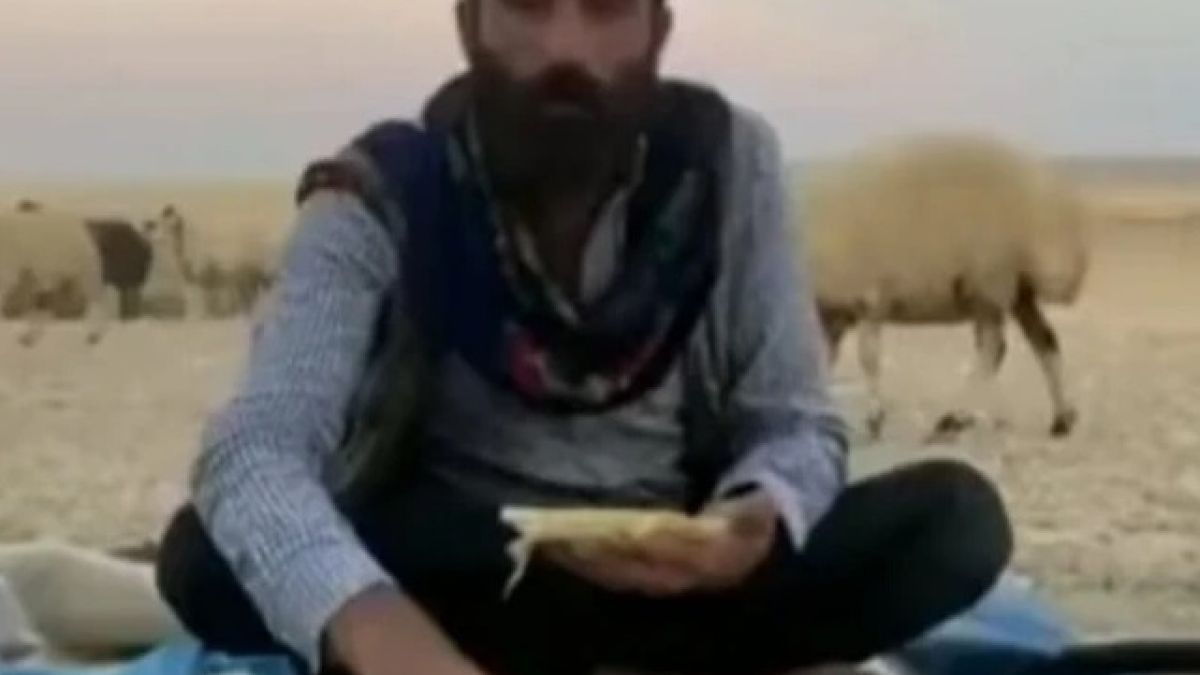 Нахална овца подлуди овчаря си ВИДЕО
