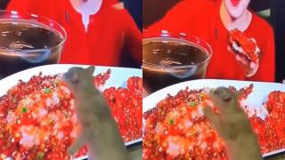 ВИДЕО запечата котарак, който се опитва да изяде ястие от телевизора