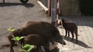 Нашествие на глигани в Рим, политиците в шах ВИДЕО