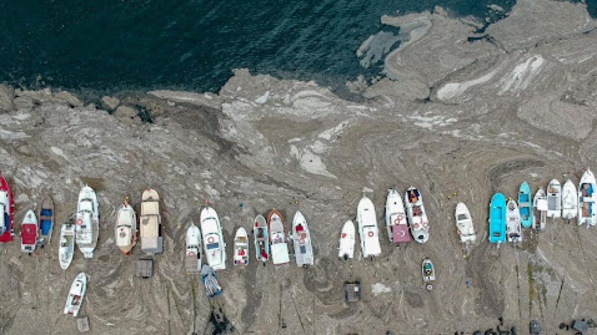 Голяма опасност! Страшна напаст застрашава Черно Море СНИМКА