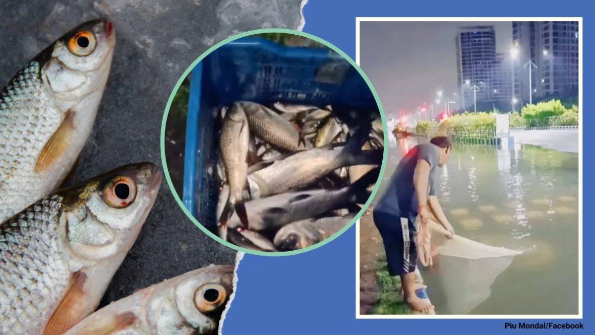 В Индия вадят пълни мрежи с риба от наводнените улици ВИДЕО