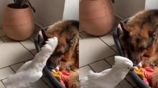Папагал надлая овчарско куче и се прослави в мрежата ВИДЕО