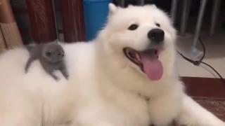 Котенце показа ползите от приятелството с големи кучета и умили мрежата ВИДЕО