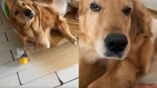 Куче се научи да говори със стопанина си, а ВИДЕОТО със смешната му реч ще очарова всеки
