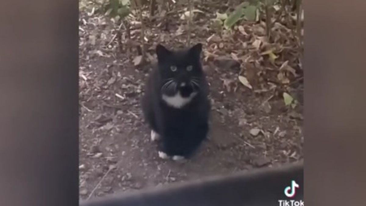 Уличен котарак дойде да види сина си и възхити интернет ВИДЕО