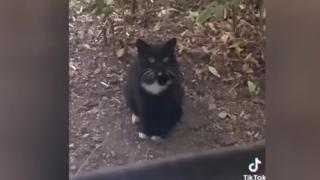 Уличен котарак дойде да види сина си и възхити интернет ВИДЕО