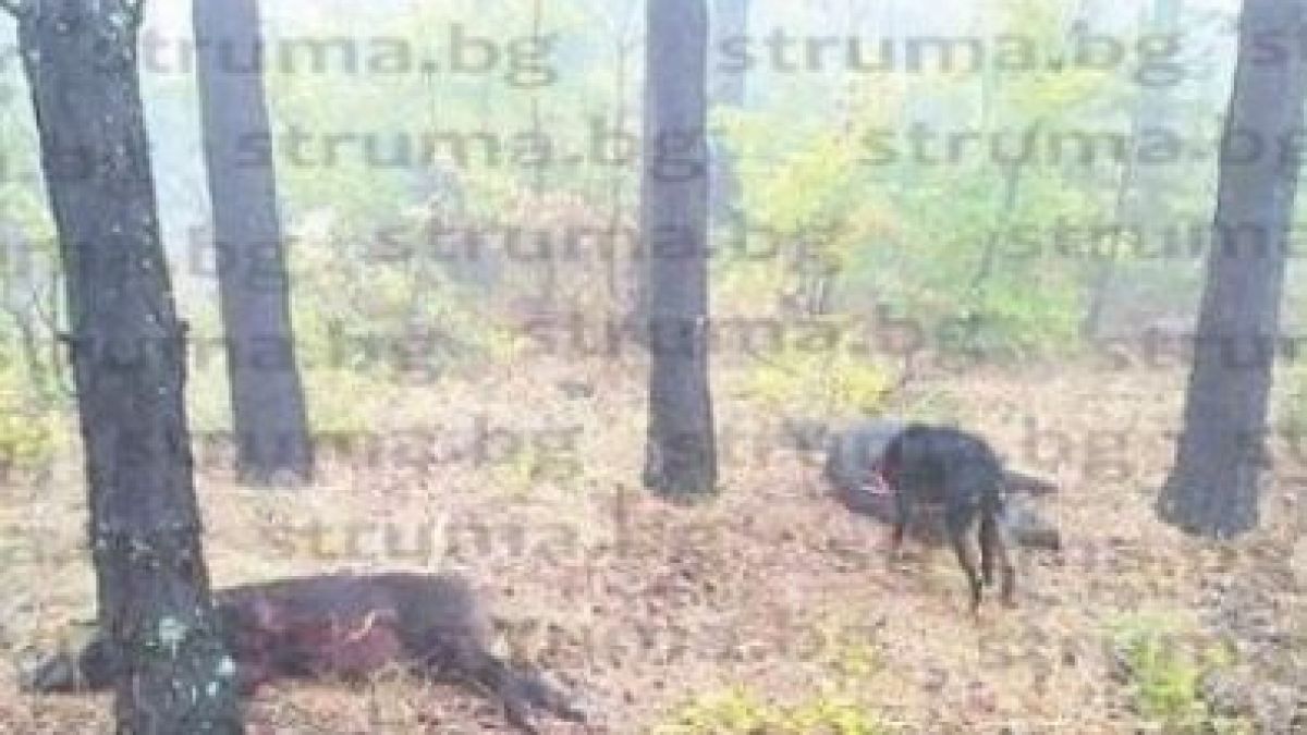 Павел повали три звяра на една гонка СНИМКА 