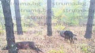 Павел повали три звяра на една гонка СНИМКА 