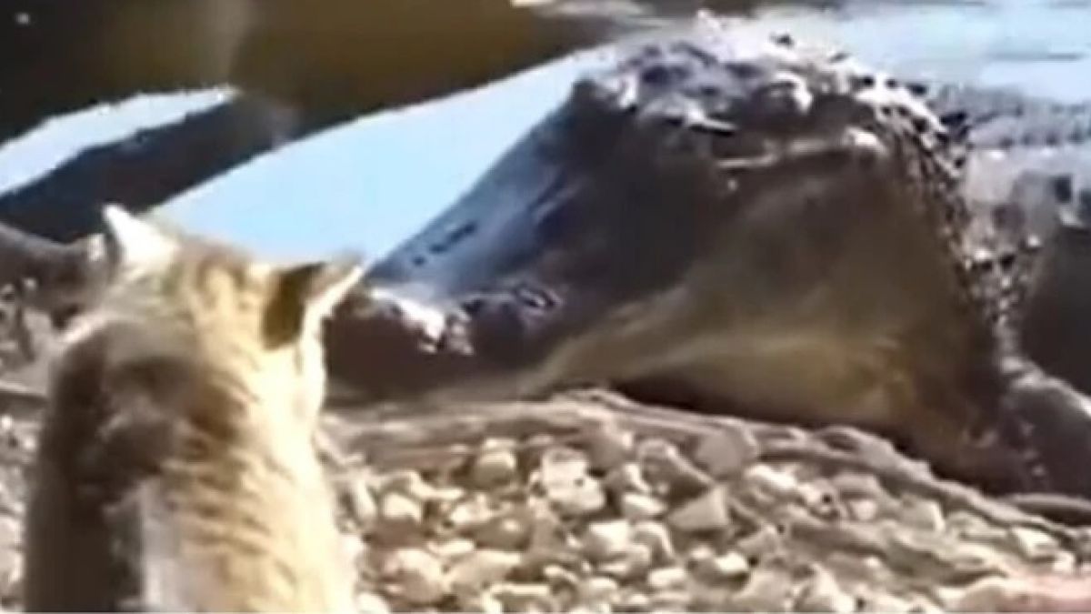 Смели котараци разказаха играта на крокодил, мечка и кобра ВИДЕО 