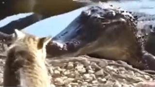 Смели котараци разказаха играта на крокодил, мечка и кобра ВИДЕО 