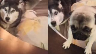 Мопс изревнува собственика си от хъски и разсмя мрежата ВИДЕО