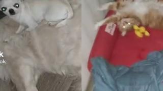 Нахален котарак се настани на леглото на куче и разсмя интернет ВИДЕО