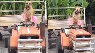 Куче предизвика възторг в мрежата, вижте защо ВИДЕО