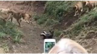 Свирепи язовци разказаха играта на глутница лъвове ВИДЕО