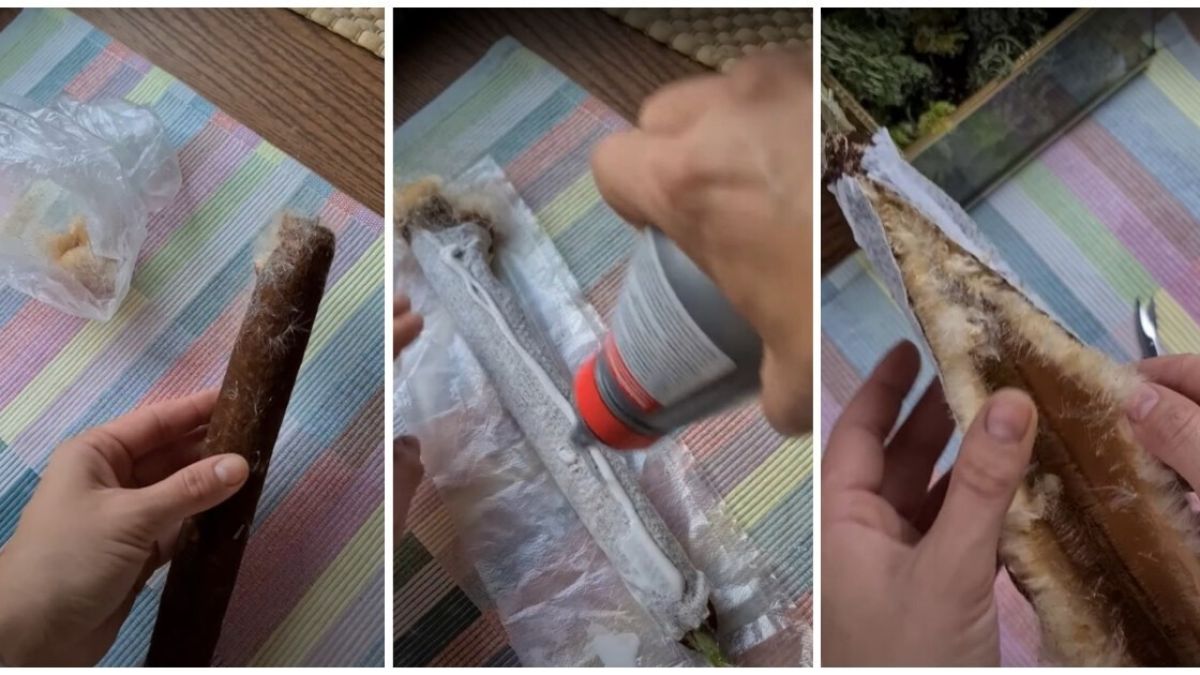 Една от най-неочакваните употреби на папура ВИДЕО