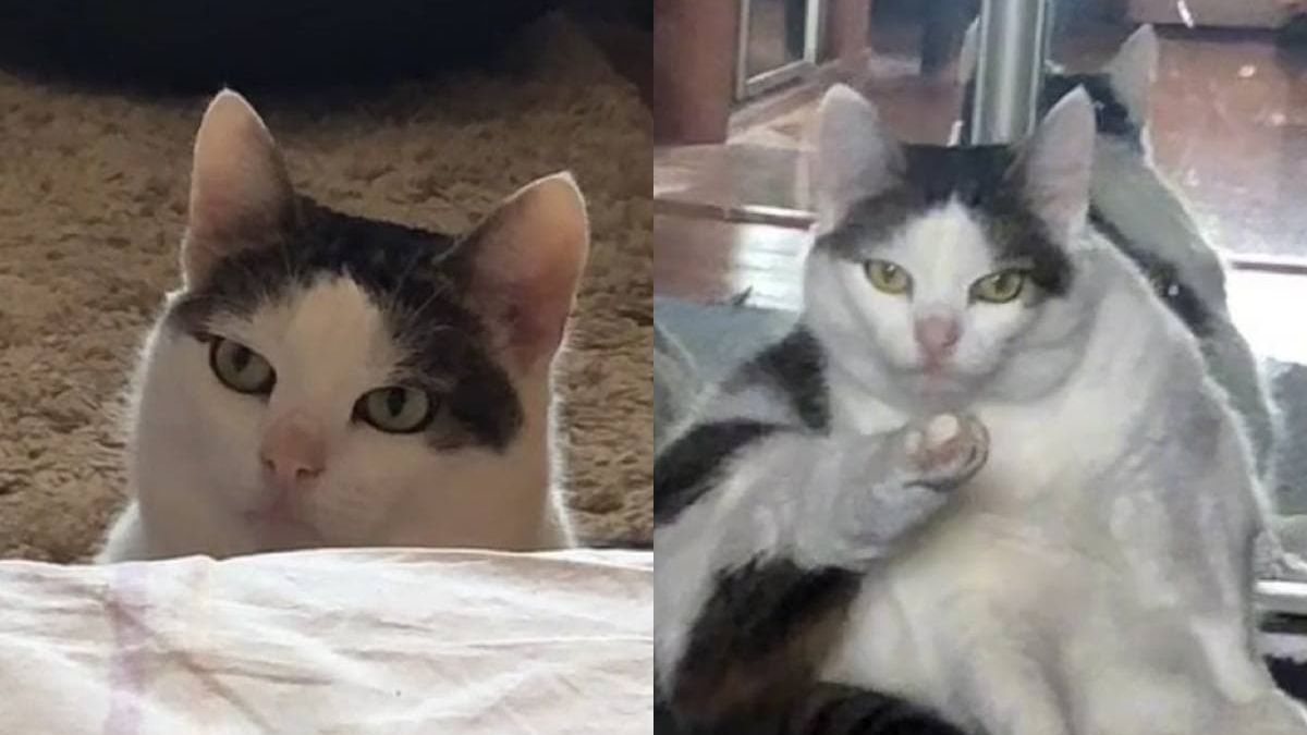 Котка се превърна в звезда в мрежата заради погледа си ВИДЕО