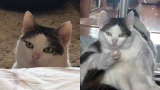 Котка се превърна в звезда в мрежата заради погледа си ВИДЕО
