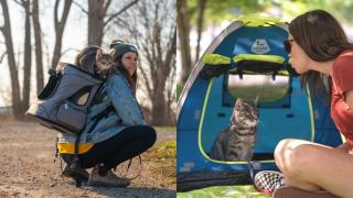 Котарак пътешественик стана звезда в Instagram ВИДЕО