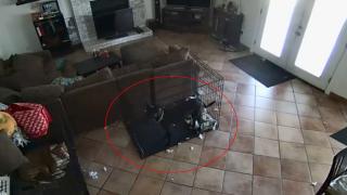 Домакиня изстина от страх от ВИДЕО как невидима ръка сваля нашийника на кучето й