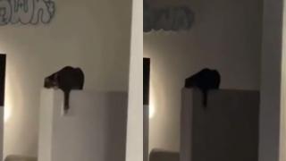Котарак се научи да използва ел. ключ и подлуди собственика си ВИДЕО