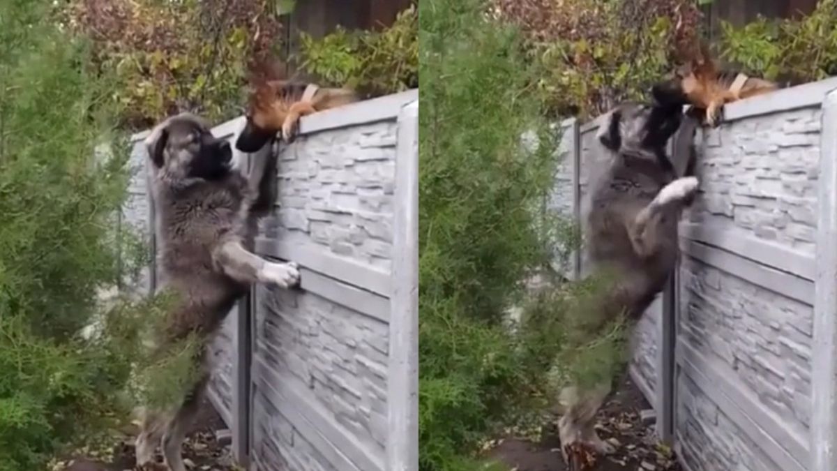 Двойка кучета доказа, че за любовта няма пречки ВИДЕО