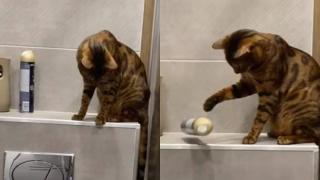 Котарак пренареди банята по свой начин и разсмя мрежата ВИДЕО