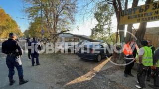 Дърво падна върху пет коли в Бургас СНИМКИ