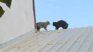 Екшън по покривите на Капалъ Чарши! ВИДЕО