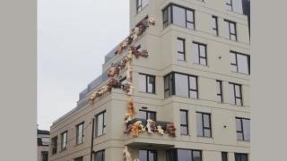 Това ли е причината десетки мечки да нападнат сграда в София  СНИМКИ