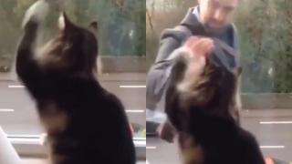 Котарак, който поздравява минувач, развесели интернет ВИДЕО