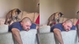 Спа процедури: Котарак масажист покори мрежата ВИДЕО