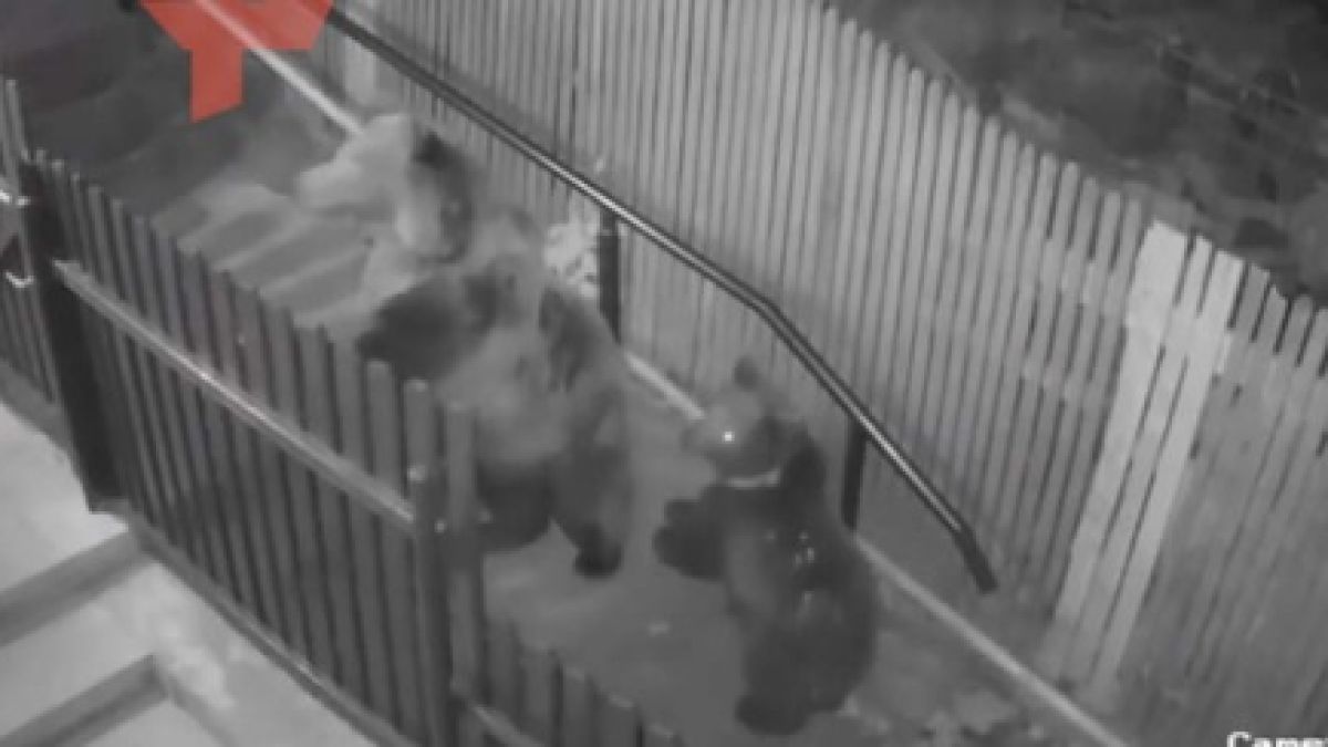 Момиче се спаси по чудо от гладни мечки и се прослави в мрежата ВИДЕО