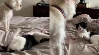 Котарак показа на куче специалното си безконтактно карате ВИДЕО
