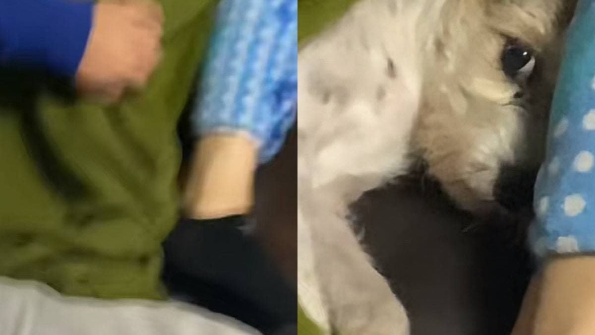 Куче, желаещо уединение, развесели мрежата ВИДЕО