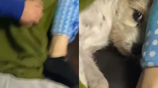 Куче, желаещо уединение, развесели мрежата ВИДЕО