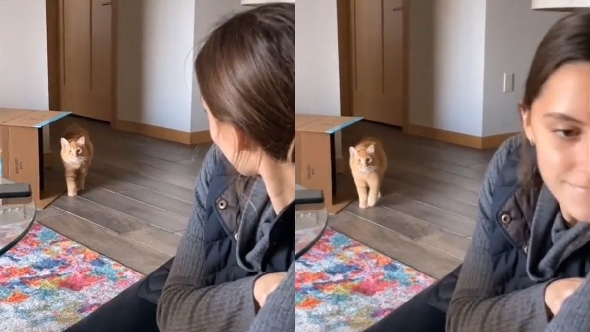 Момиче и нейният котарак пресъздадоха сцена от "Игра на калмари" ВИДЕО
