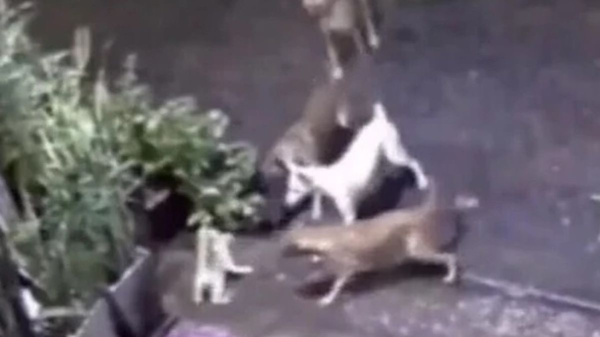 Котка разказа играта на глутница кучета, за да защити котенцето си ВИДЕО