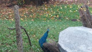 Столичанин шокиран от тази атрактивна находка СНИМКА